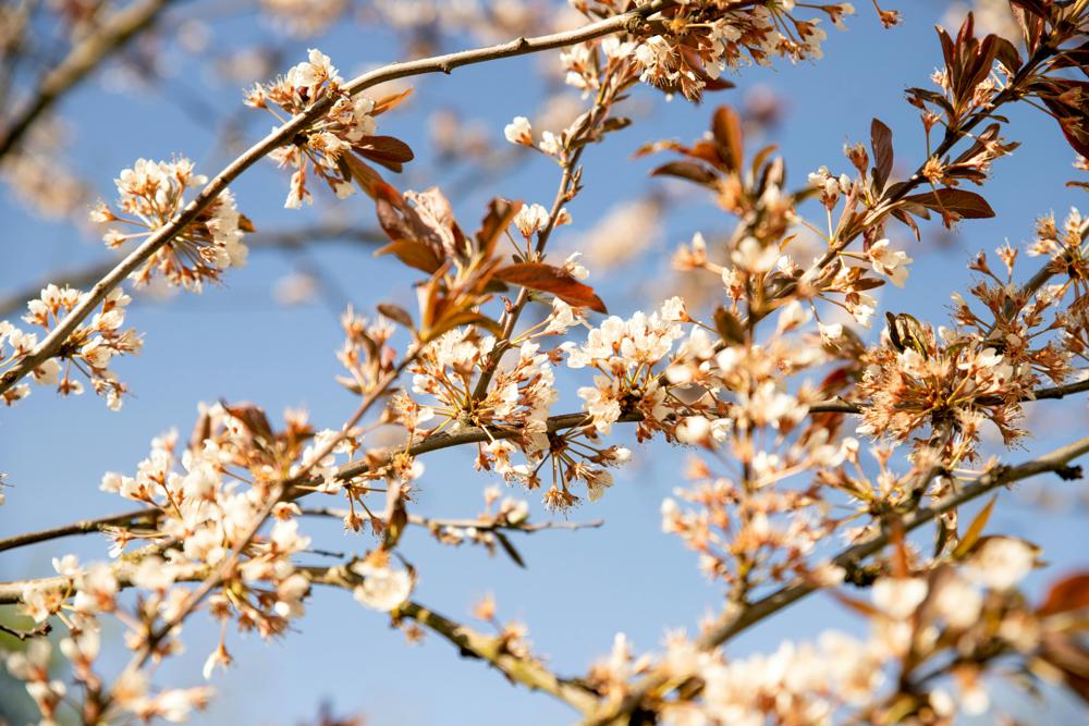 spring goddess